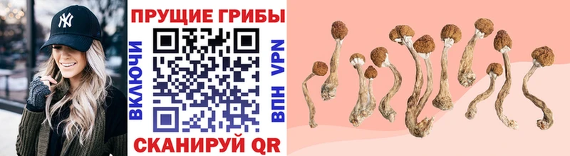 Псилоцибиновые грибы MAGIC MUSHROOMS  продажа наркотиков  Пролетарск 
